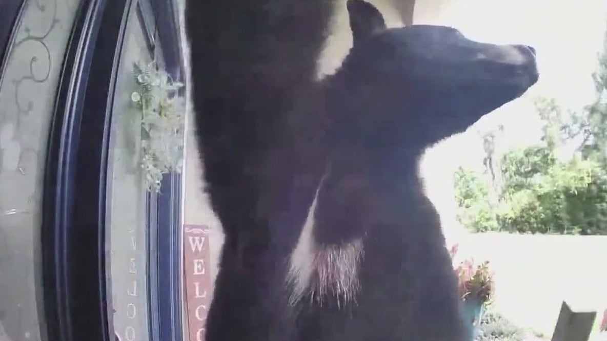 Woman fends off bear attack with cookies